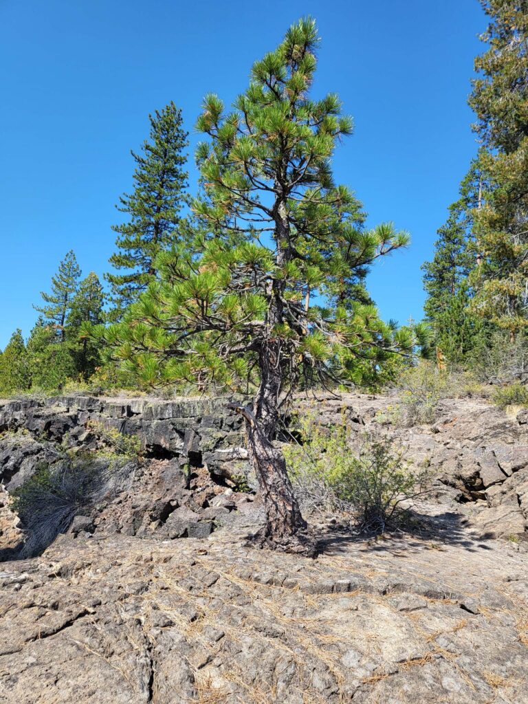 A western white pine grows out of a lava bed in Sáttítla. Photo © D. Mandel.