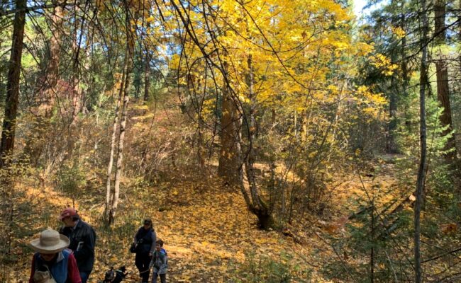 Trail at East Weaver Creek. J. Springer.