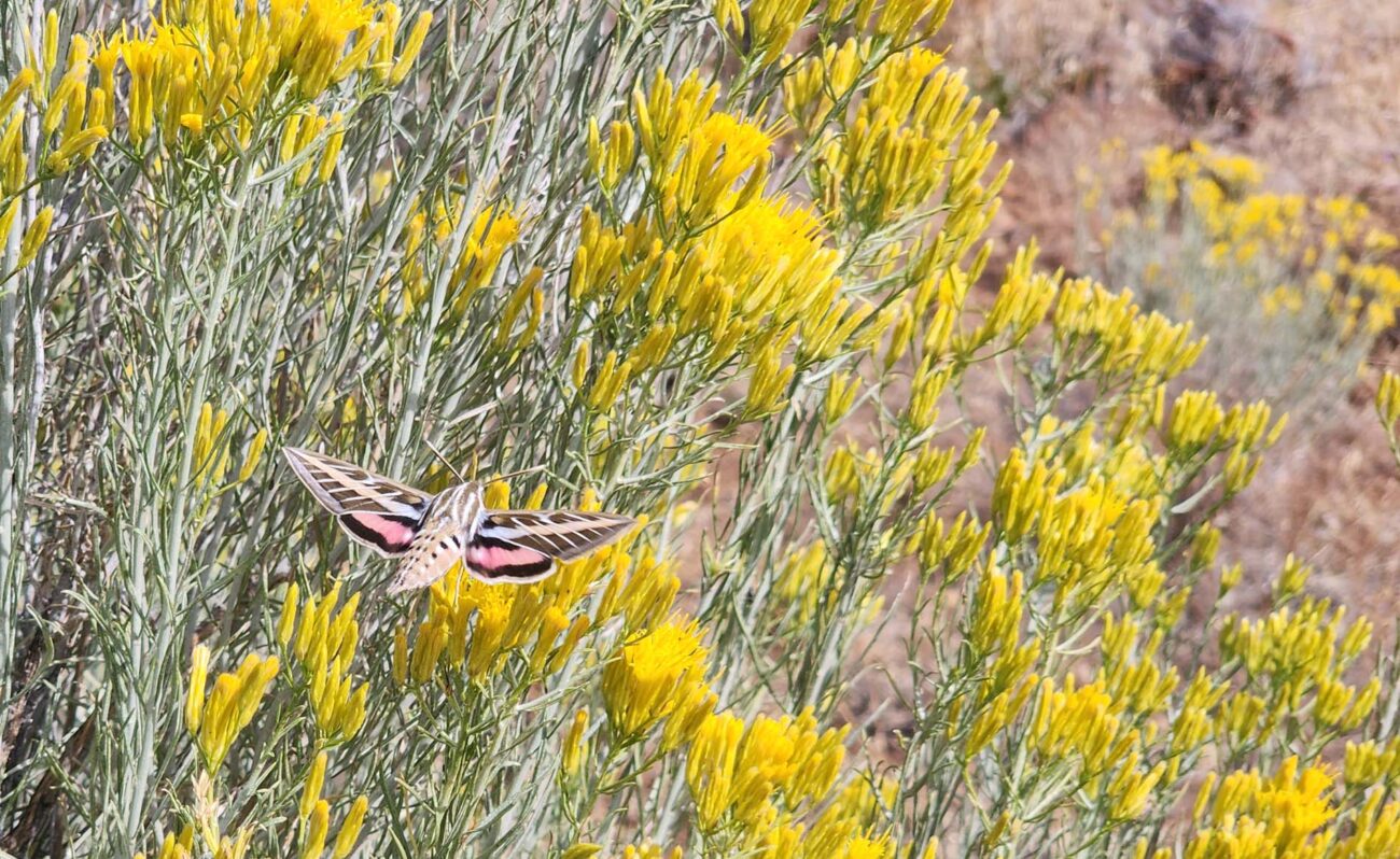 A sphinx moth working over rubber rabbitbrush, D. Burk.