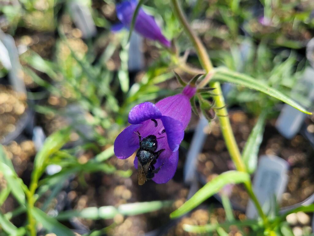 Mason bee on beardtongue. D. Mandel.