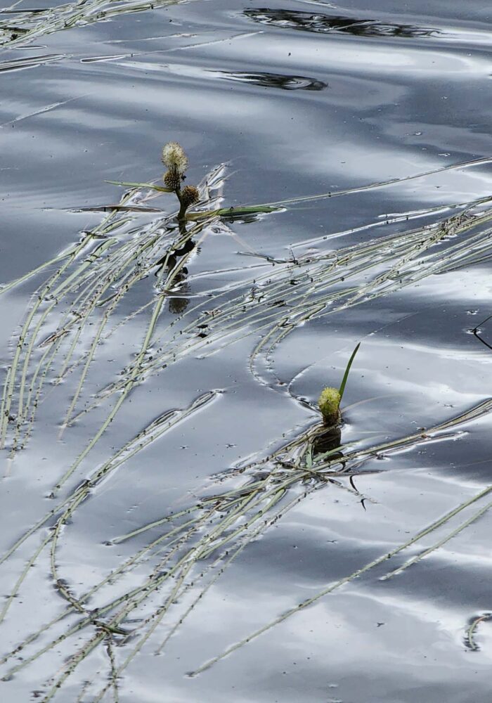 Narrow-leaved bur-reed. D. Burk. Cypress Lakes, Caribou Wilderness, Aug. 17, 2025.