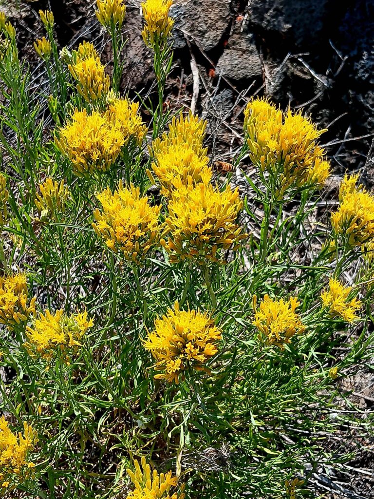 Bloomer's goldenbush. B. Robertson. Satittla. 8-24-25.