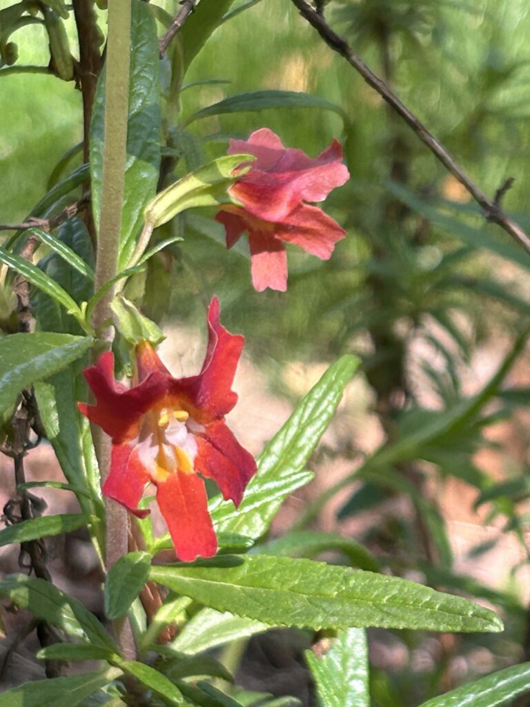 Red bush monkeyflower. MA McCrary.