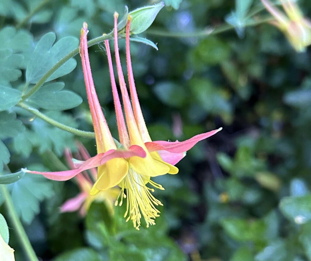 Western columbine. MA McCrary.