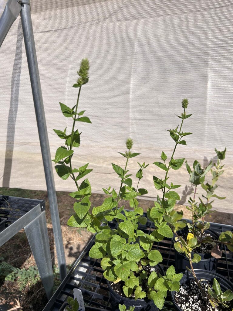 Nettle-leaved horse-mint. MA McCrary.