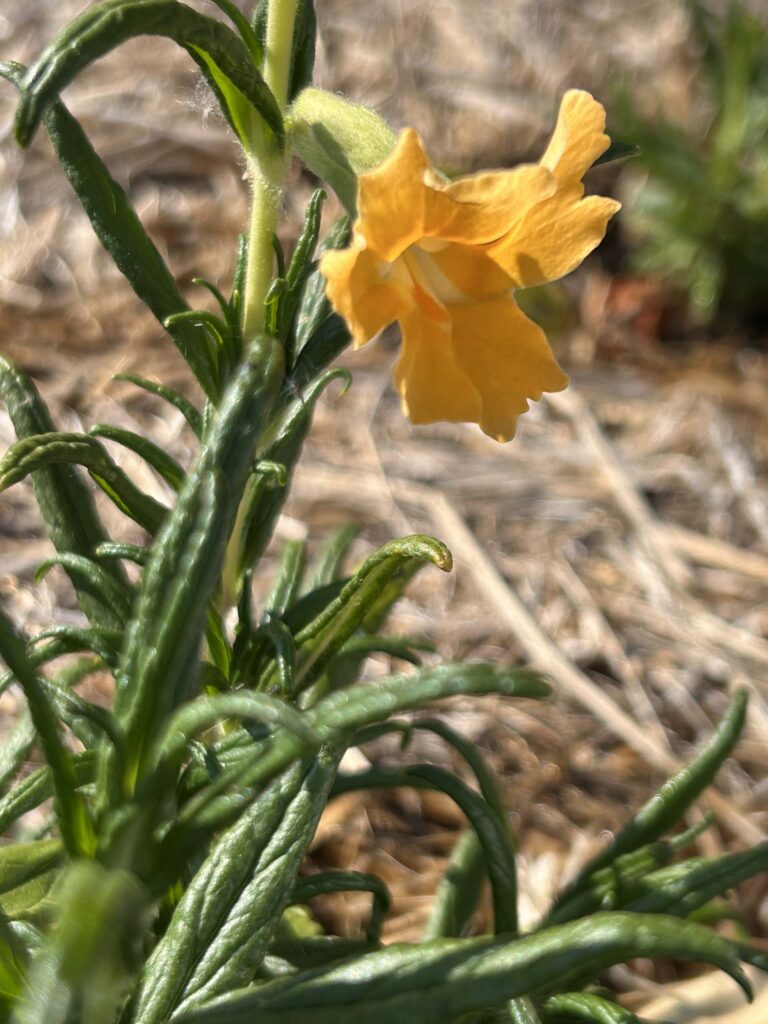 Golden bush monkeyflower. MA McCrary