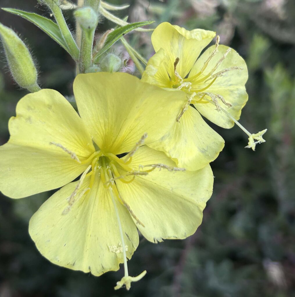 Evening-primrose. MA McCrary.