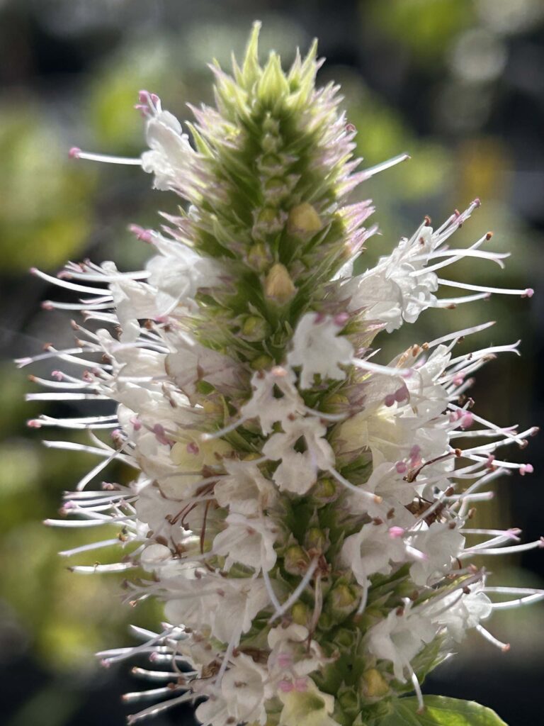 Close-up of nettle-leaved horse-mint. MA McCrary.
