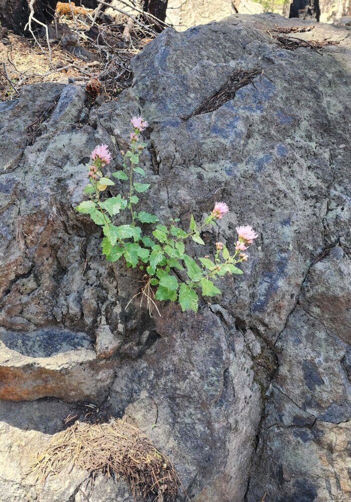 Western eupatory. D. Burk. Cypress Lakes, Caribou Wilderness, Aug. 17, 2025.