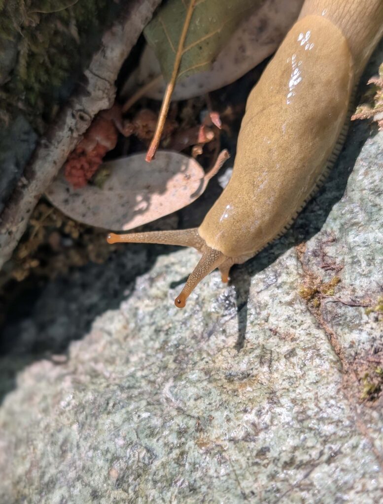 Button's Banana Slug at Whiskeytown NRA on September 14, 2025 by Ren Redlich