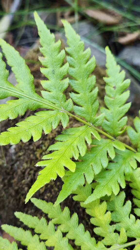 Giant chain fern at Whiskeytown Lake on September 14, 2025, by Juliet Malik