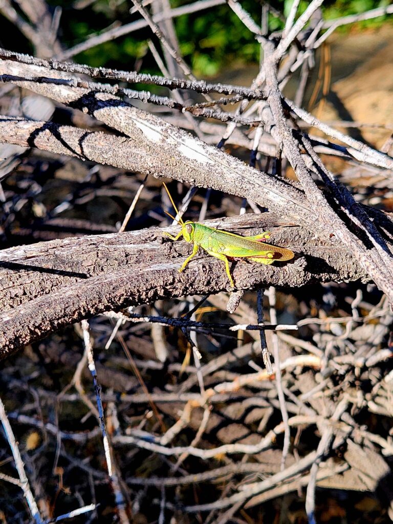Green bird grasshopper at Whiskeytown NRA on September 14, 2025 by Juliet Malik