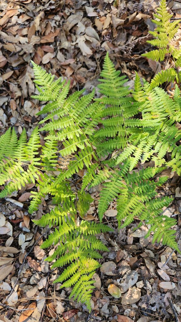 Hairy brakenfern at Whiskeytown NRA on September 14, 2025 by Juliet Malik