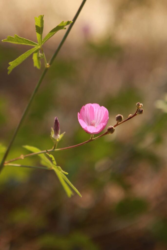 A pink Sidalcea bloom. Photo by C. Deng.