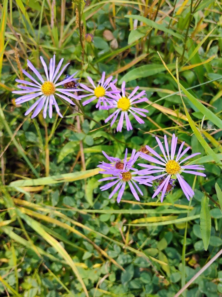 A common Symphiotrichum. D. Ledger. Sattitla. 8-24-25.