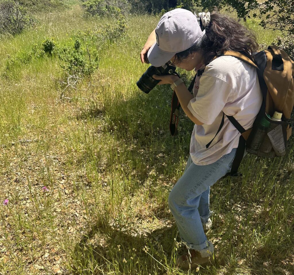 Chenjiao Deng takes photos of plants in Siskiyou County. Photo by M. Harrison