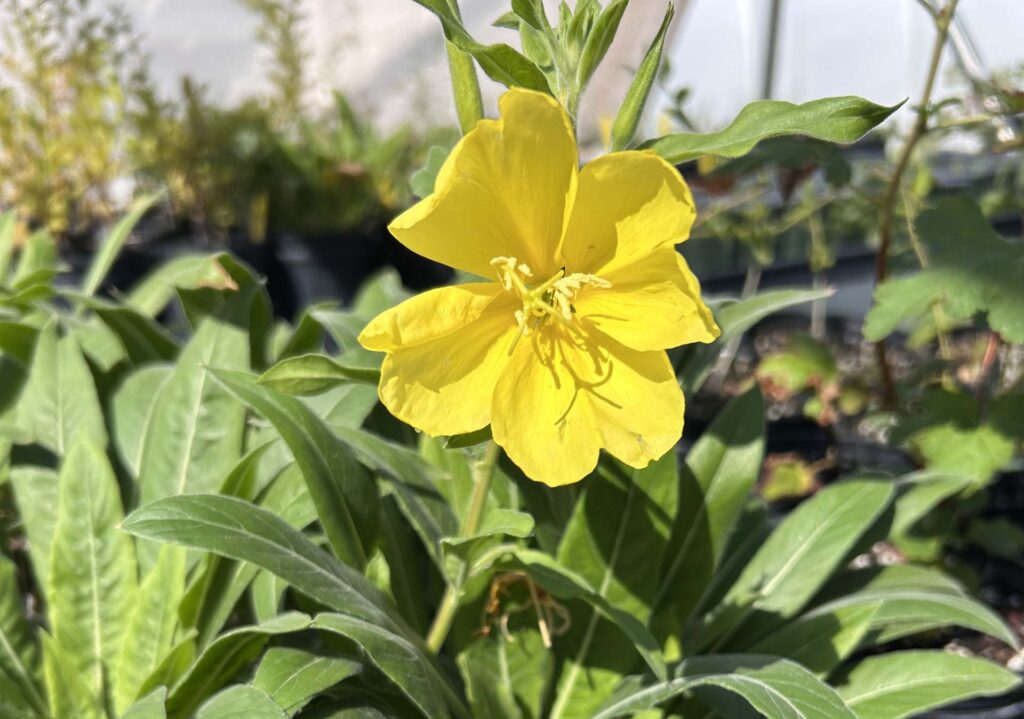 Evening primrose. MA McCrary.