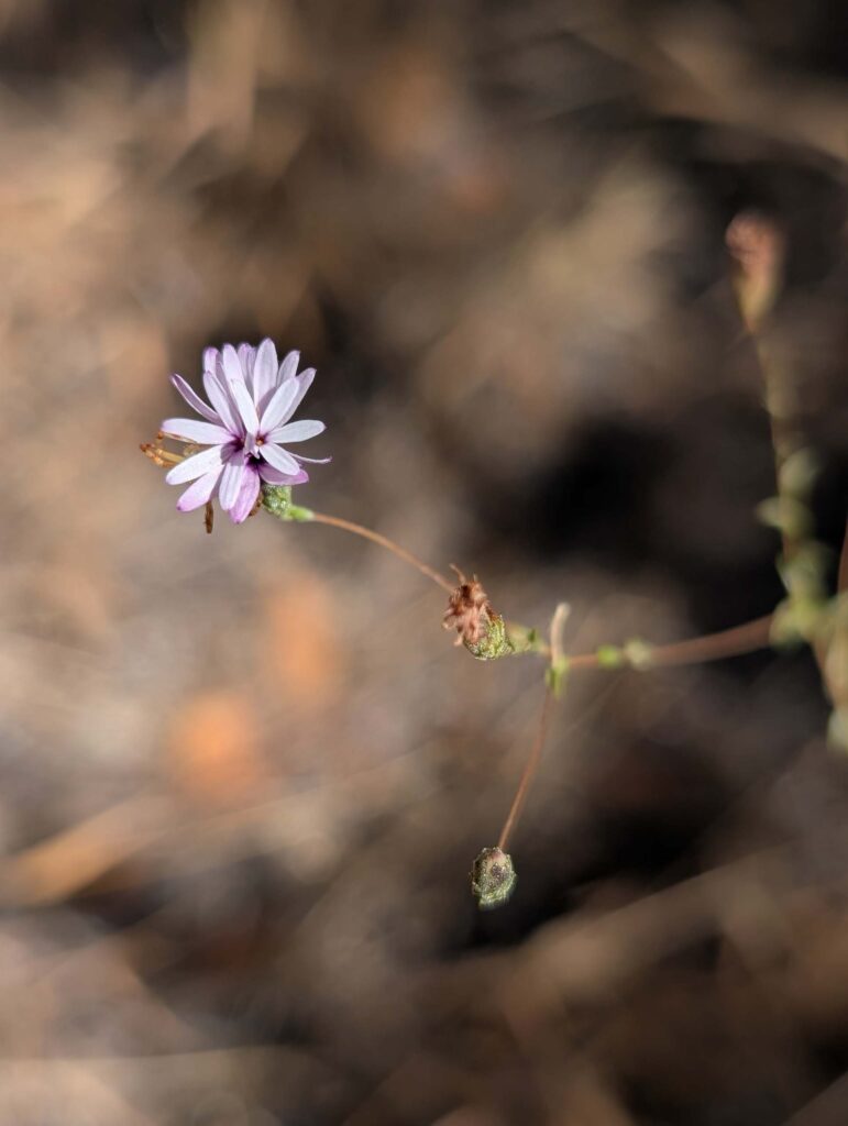 Slenderstem Lessingia at Whiskeytown NRA on September 14, 2025 by Ren Redlich