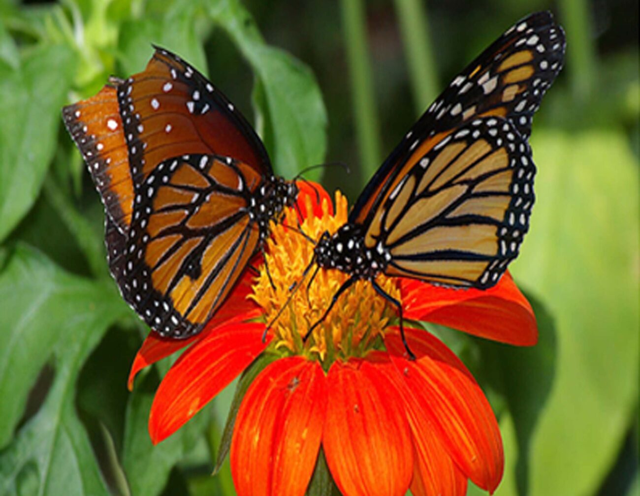 Queen and monarch butterflies on red sunflower. D. Mandel.