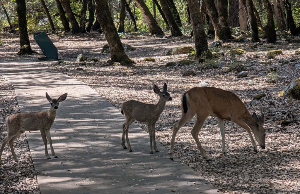 Colombian black-tailed deer doe and fawns at Whiskeytown NRA on Septemer 14, 2025 by Ren Redlich