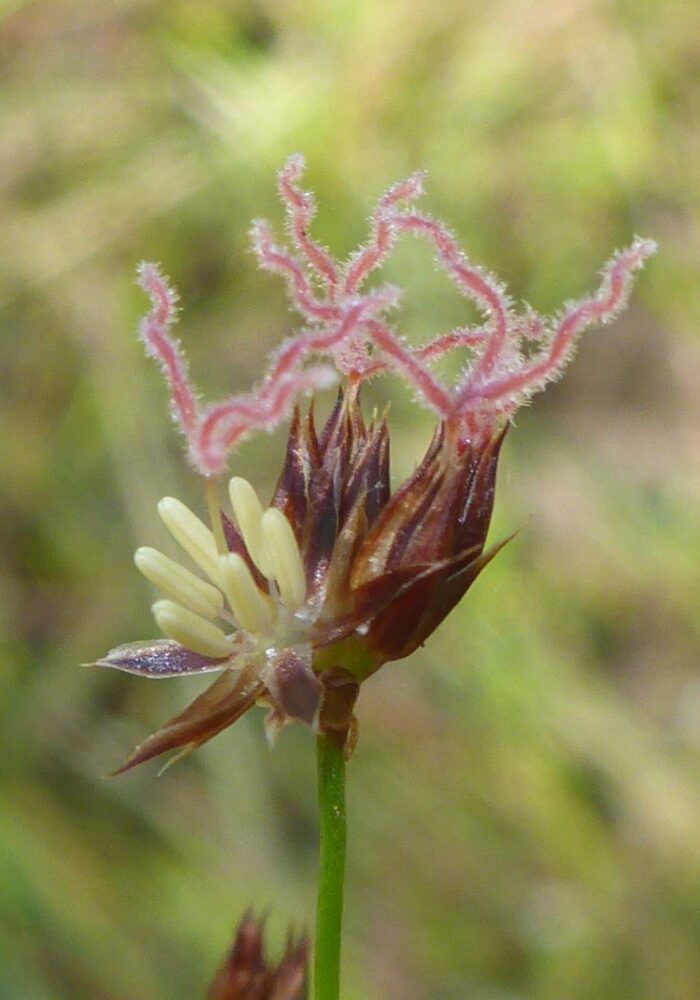 Sierra rush. close-up. D. Burk. Cypress Lakes, Caribou Wilderness, Aug. 17, 2025.