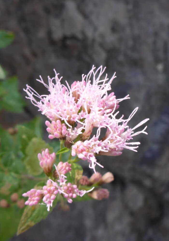 Western eupatory closer look. D. Burk. Cypress Lakes, Caribou Wilderness, Aug. 17, 2025.