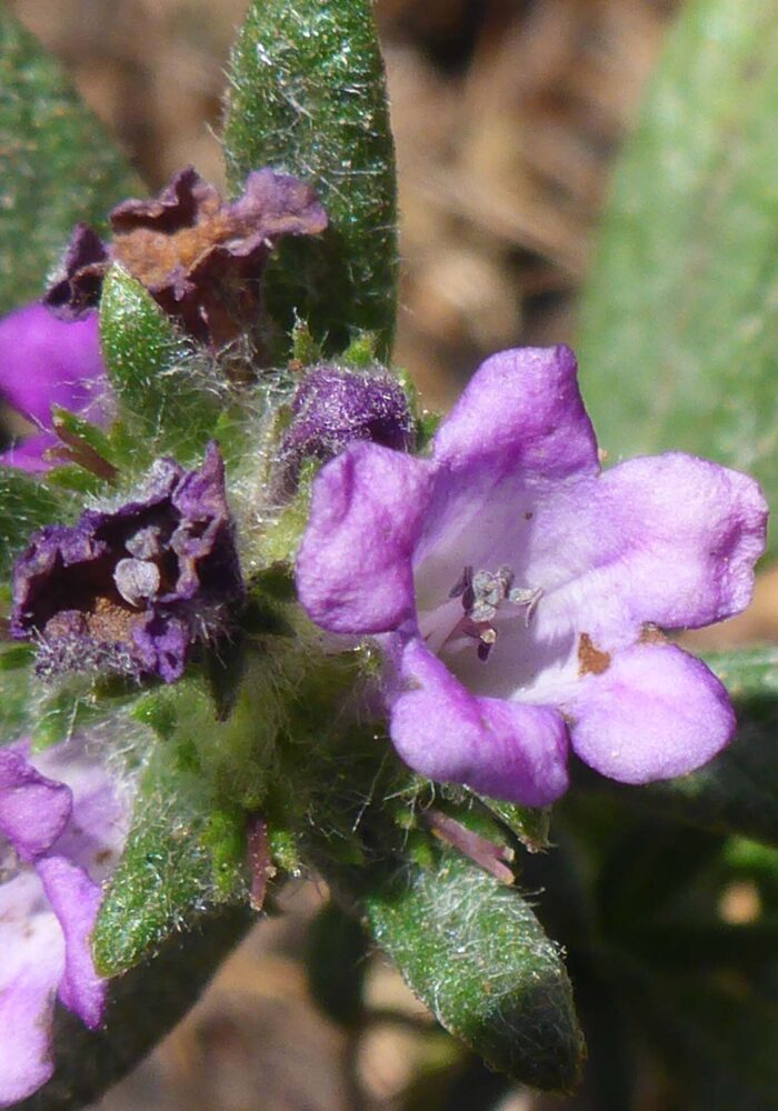 Lobb's nama closer view. D. Burk. Cypress Lakes, Caribou Wilderness, Aug. 17, 2025.