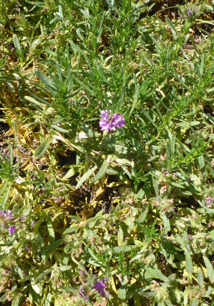 Lobb's nama. D. Burk. Cypress Lakes, Caribou Wilderness, Aug. 17, 2025.