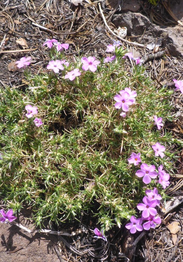 Rigid phlox. D. Burk. Cypress Lakes, Caribou Wilderness, Aug. 17, 2025.