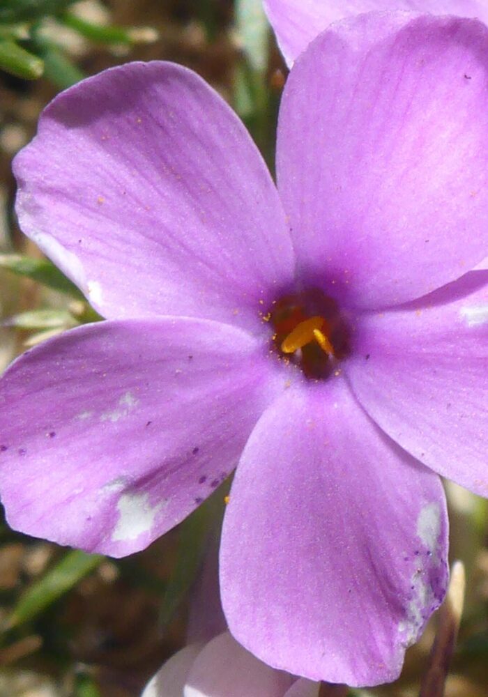 Rigid phlox close-up. D. Burk. Cypress Lakes, Caribou Wilderness, Aug. 17, 2025.