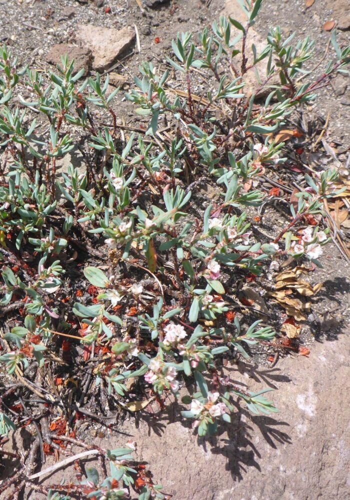 Shasta knotweed. D. Burk. Cypress Lakes, Caribou Wilderness, Aug. 17, 2025.