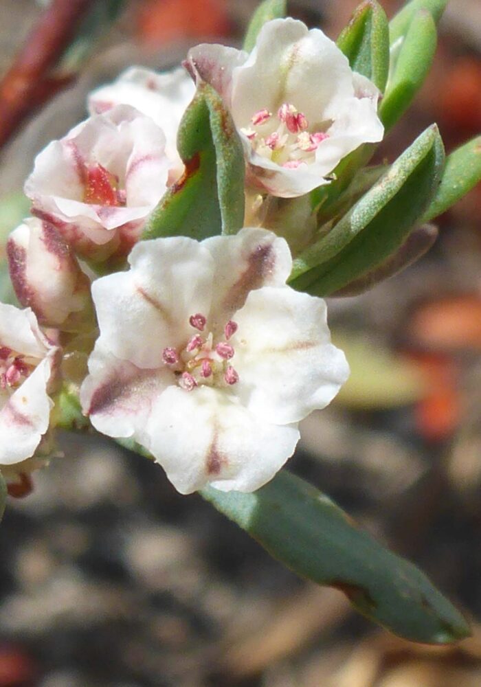A closer look at Shasta knotweed. D. Burk. Cypress Lakes, Caribou Wilderness, Aug. 17, 2025.