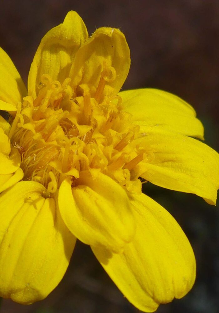 Close-up of what may be Sierra arnica. D. Burk. Cypress Lakes, Caribou Wilderness, Aug. 17, 2025.