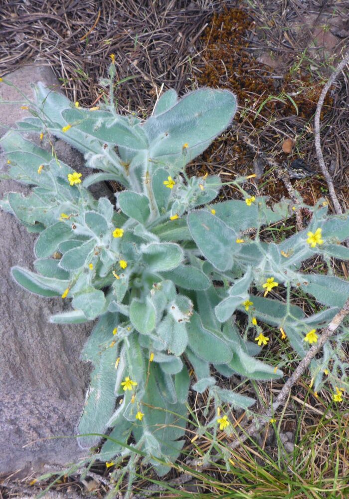 Shaggy hawkweed. D. Burk. Cypress Lakes, Caribou Wilderness, Aug. 17, 2025.