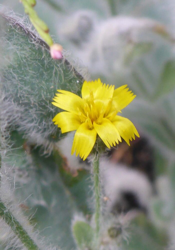 Shaggy hawkweed closer look. D. Burk. Cypress Lakes, Caribou Wilderness, Aug. 17, 2025.
