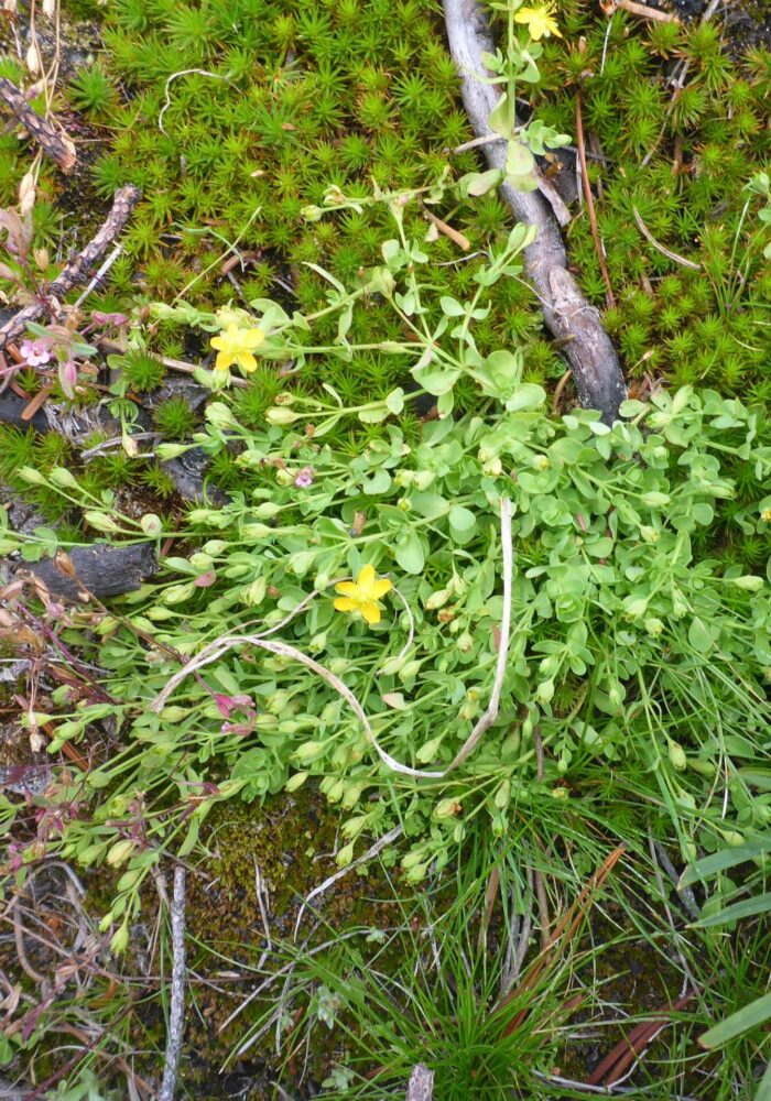 Tinker's-penny. D. Burk. South Cypress Lake. Aug 17, 2025.