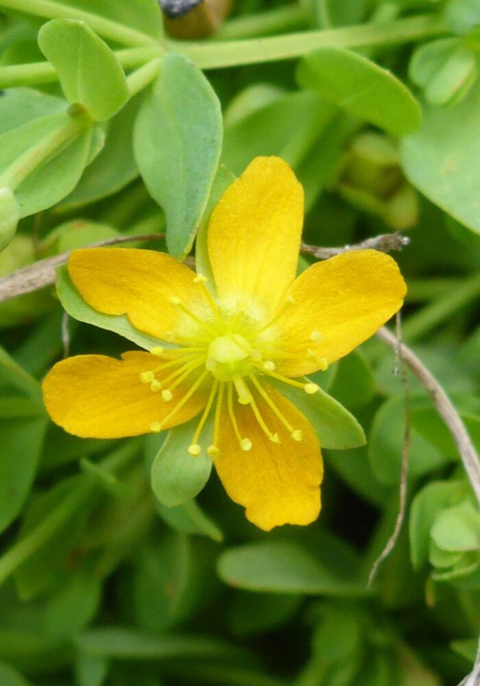 A closer look at tinker's-penny. D. Burk. South Cypress Lake. Aug 17, 2025.