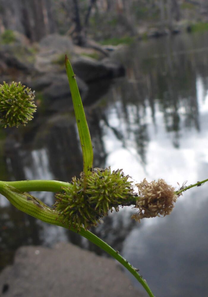 Narrow-leaved bur-reed closer look. D. Burk. South Cypress Lake. Aug 17, 2025.