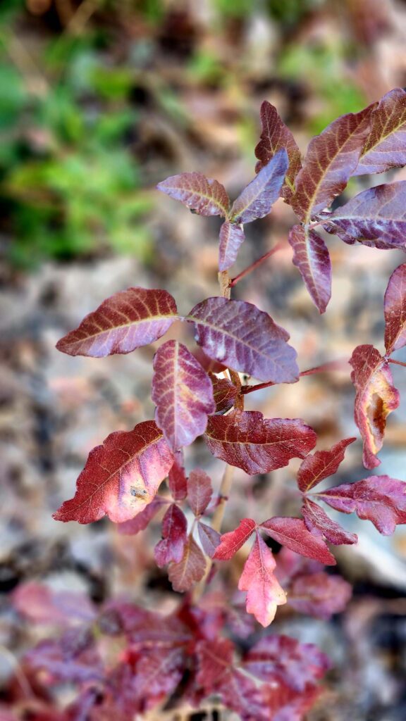 Pacific Poison Oak at Whiskeytown NRA on September 14, 2025 by Juliet Malik