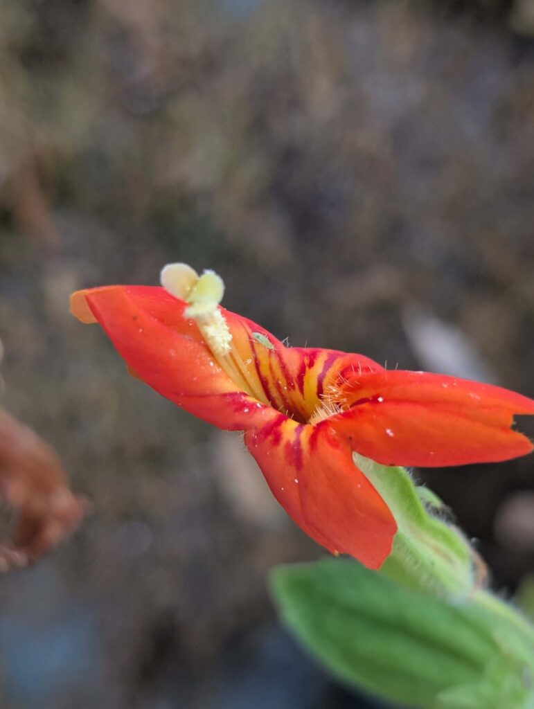 Scarlet monkeyflower at Whiskeytown NRA on September 14, 2025 by Ren Redlich