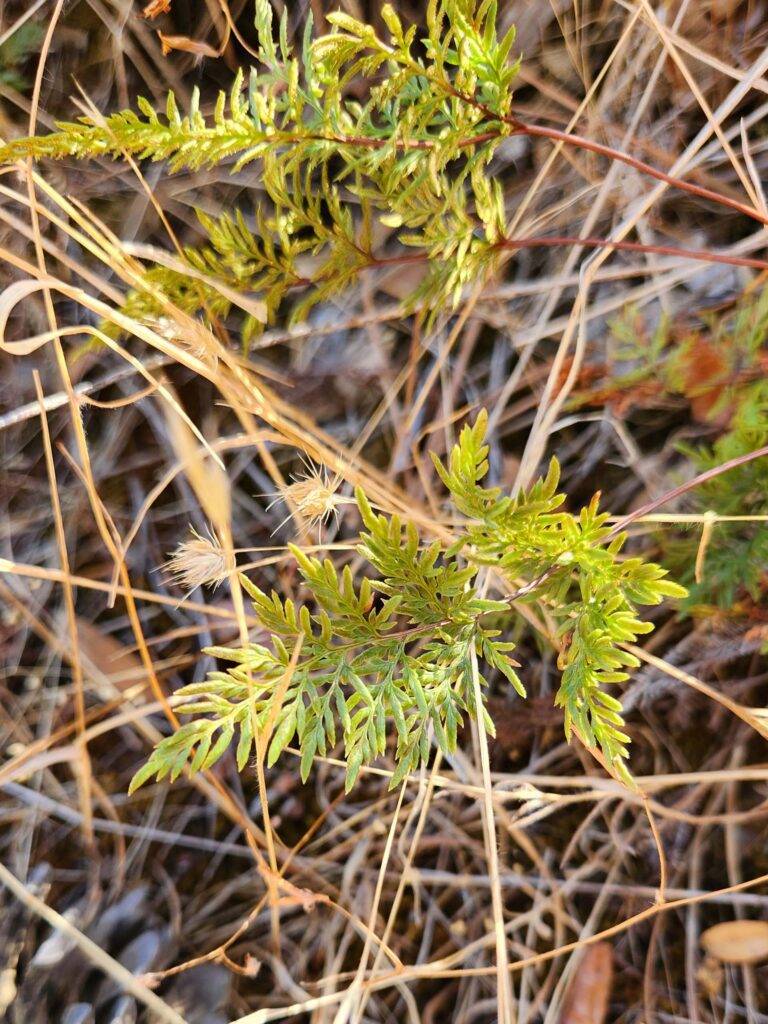 Serpentine Fern at Whiskeytown NRA on September 14, 2025 by Juliet Malik