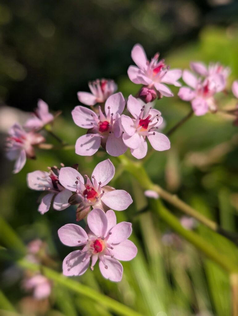 Umbrella plant flowers at Whiskeytown NRA on September 14, 2025 by Ren Redlich