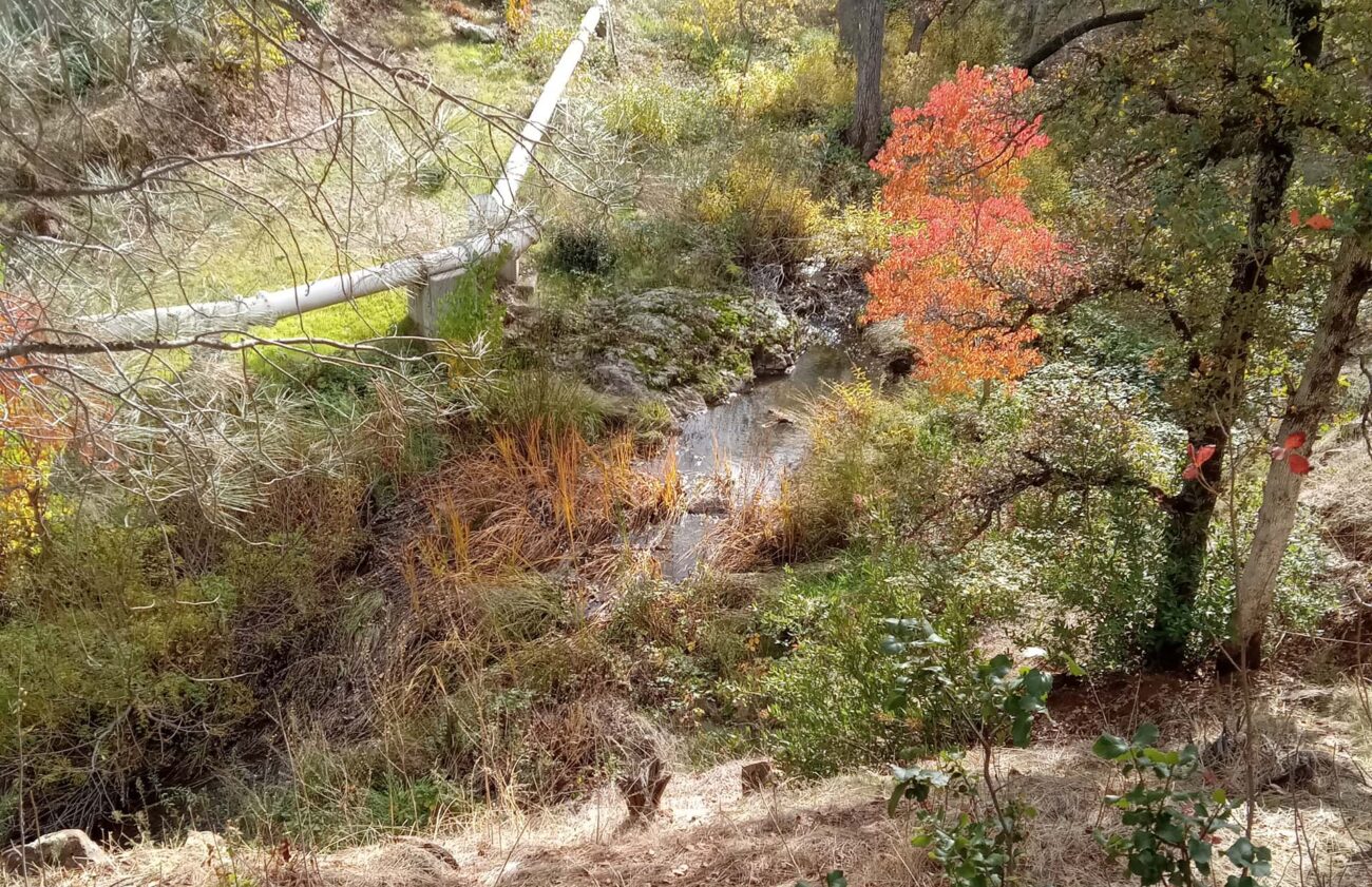 Jenny Creek. D. Ledger