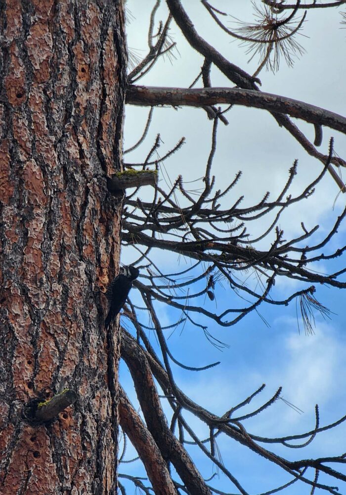Black-backed Woodpecker. Butte Lake, LVNP. September 21, 2025.