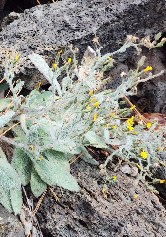 Shaggy hawkweed. Butte Lake, LVNP. September 21, 2025.