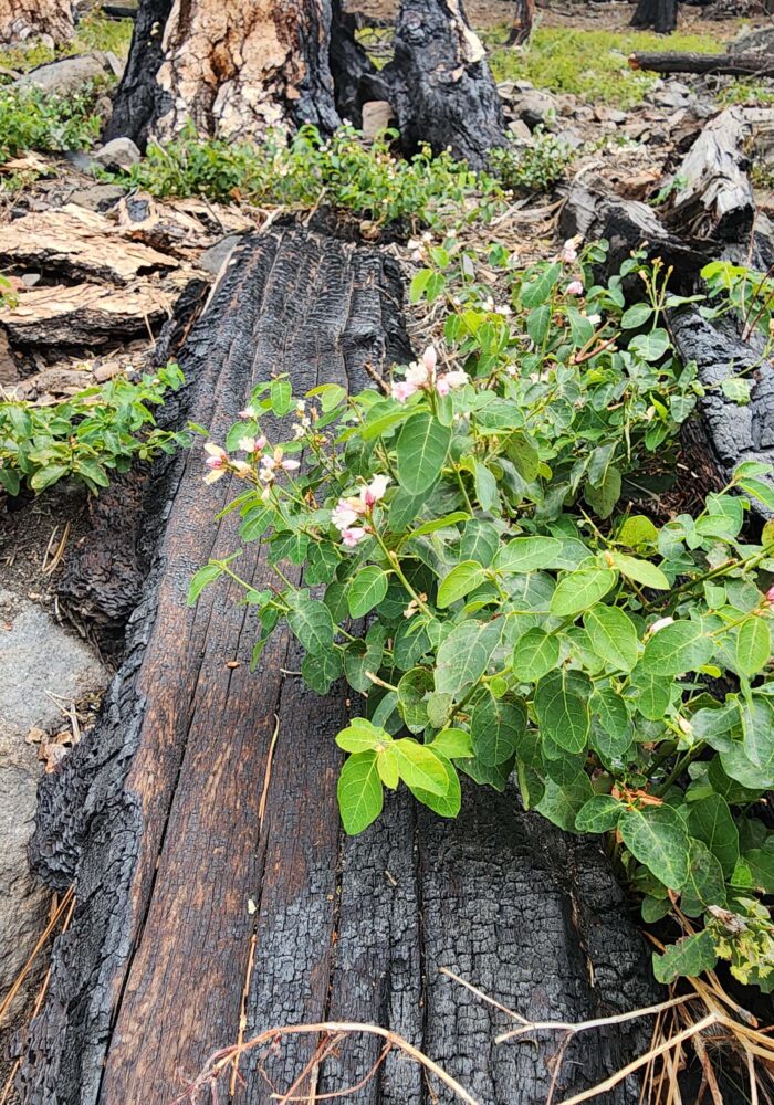 Mountain dogbane. Butte Lake, LVNP. September 21, 2025.