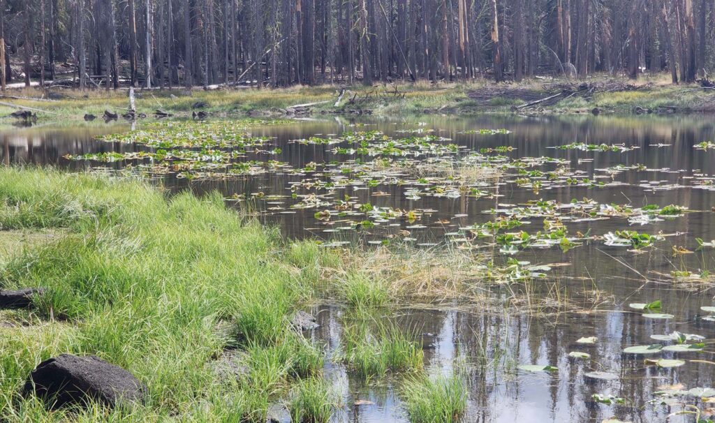 Lily-pad part of Widow Lake. D. Burk.