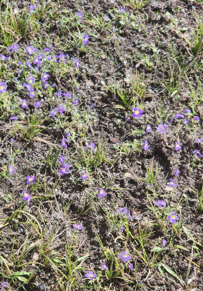 Porterella carpet. Widow Lake, LVNP. September 21, 2025.