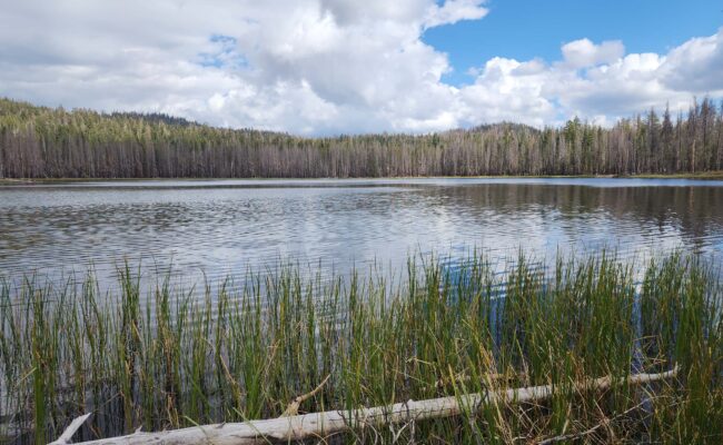 Widow Lake. D. Burk.