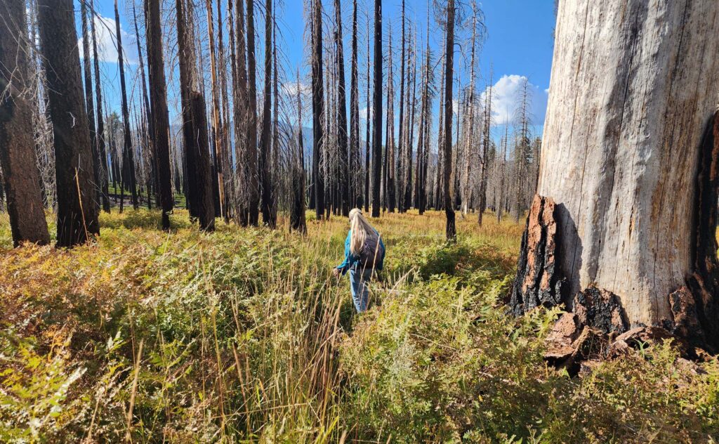 Bracken field. D. Burk.